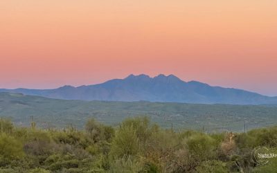 Explore Your Nocturnal Bioregion