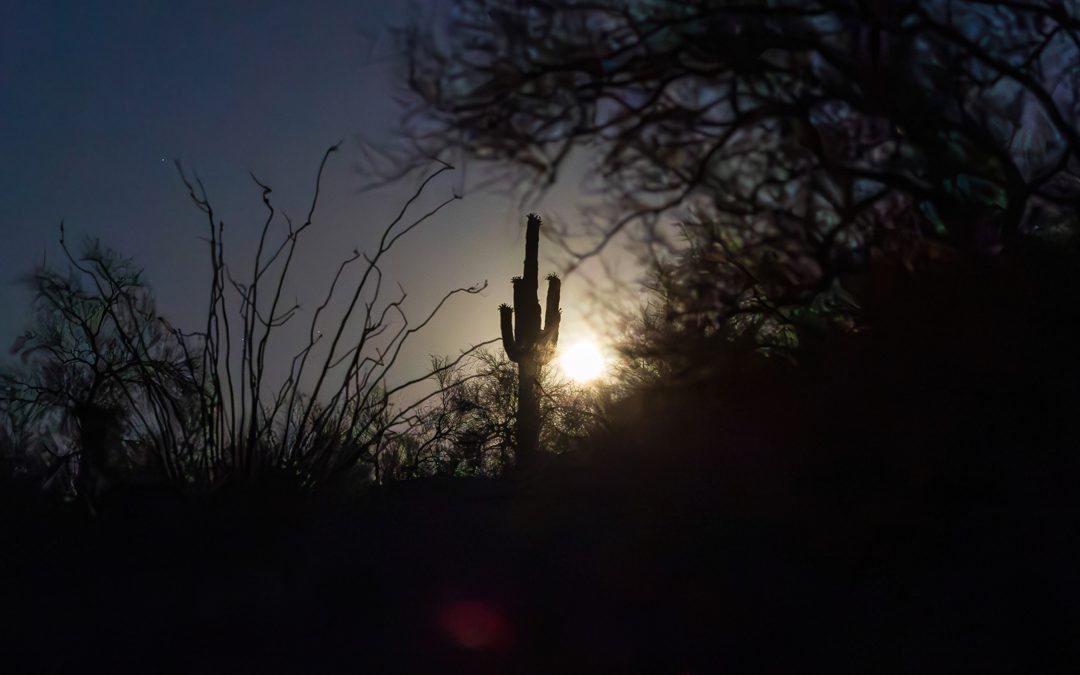 Sonoran Desert’s June Saguaro Moon
