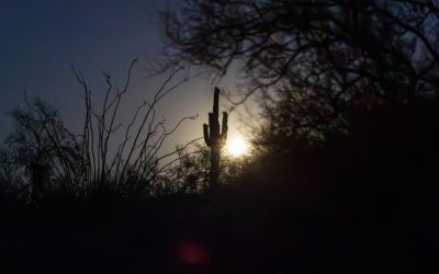 Sonoran Desert’s June Saguaro Moon